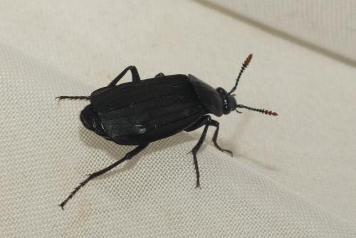 Réf. 239 618 : Necrodes littoralis